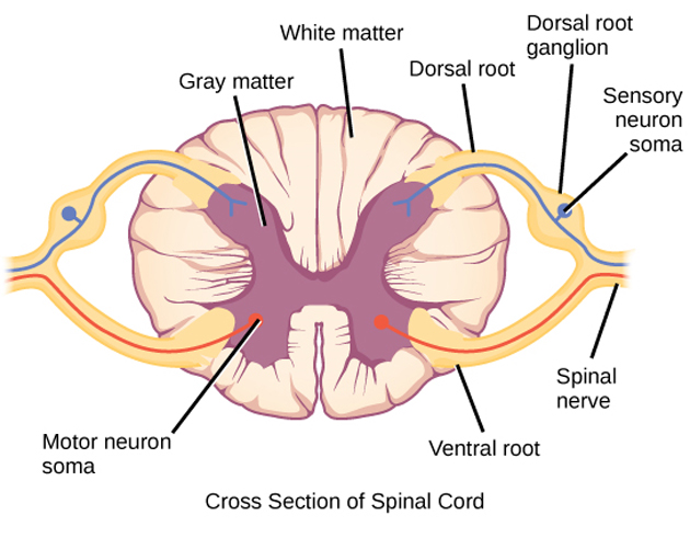 Spinal Neurons Grown From Stem Cells For First Time